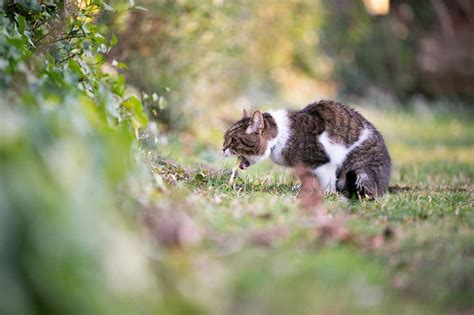 Ask a Vet: Why Is My Cat Throwing Up White Foam?