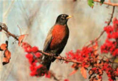 Michigan State Bird: Robin (Turdus migratorius)