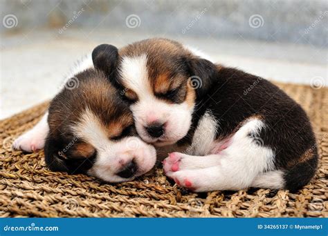 Beagle Puppies Sleeping