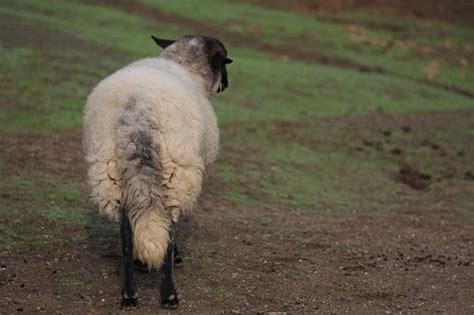 Aiden sheep's tail by Marji Beach, via Flickr ~Animal Place Sanctuary blog | Farm dogs, Sheep ...