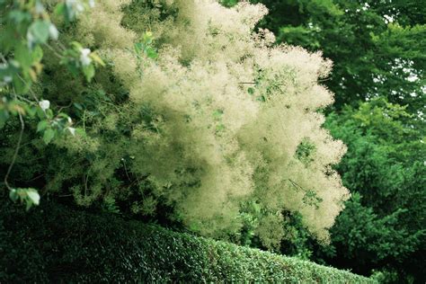 Smoke Tree Flowers (cotinus Coggygria) Photograph by Jim D Saul/science ...