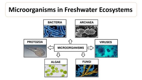 Microorganisms in Lakes | Microbiology Notes