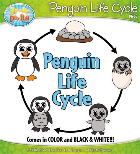 Penguin Life Cycle Clip Art Set — Comes In Color and Black & White ...