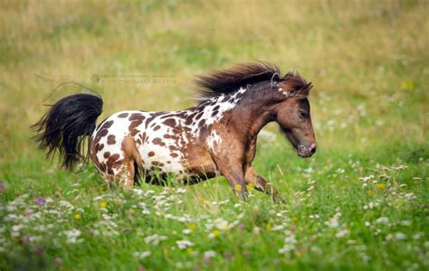 appaloosa pony | Pony breeds, Barnyard animals, Shetland pony