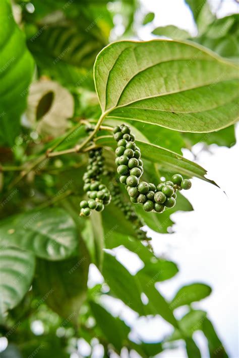 Premium Photo | Closeup of black pepper plant planted in a small garden ...