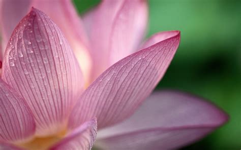 Buddha Lotus Flower Wallpapers - Top Free Buddha Lotus Flower ...