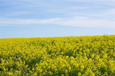 Premium Photo | View of mustard field