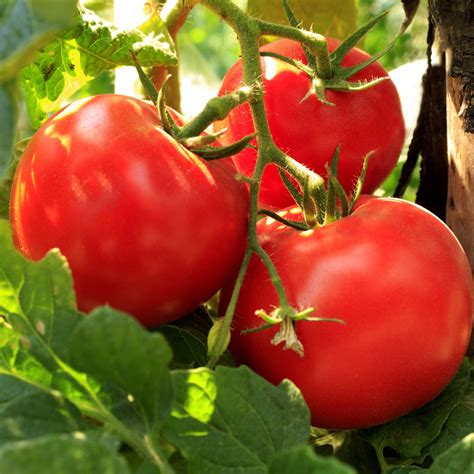 Buy Tomato 'Legend' (Determinate) - Organic Seeds | Organic Gardening Catalogue