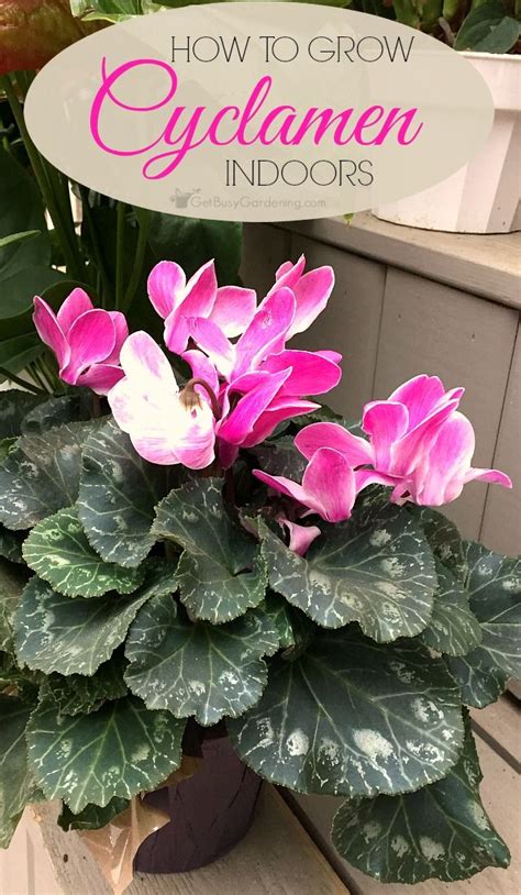 Cyclamen Plant Care Guide: How To Take Care Of A Cyclamen Plant | How Does Your Garden Grow ...