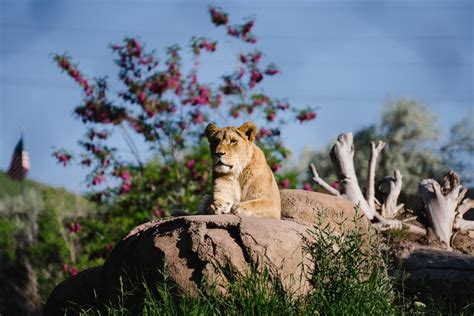 Zoo Brew: Cheers to Utah's Hogle Zoo