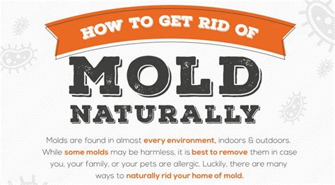 Mold Removal Prevention Tips – Milwaukee Photographers