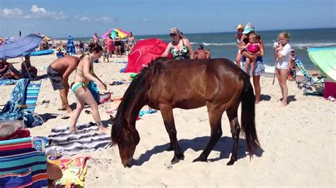 Meet the Corolla Wild Horses that Roam Freely on this Beach in America