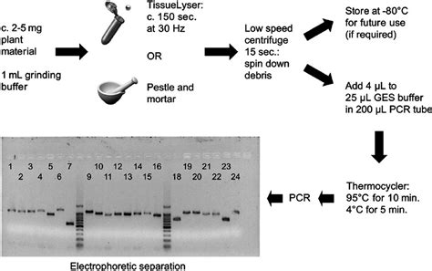 Flow chart illustrating the direct PCR protocol, including a picture of... | Download Scientific ...