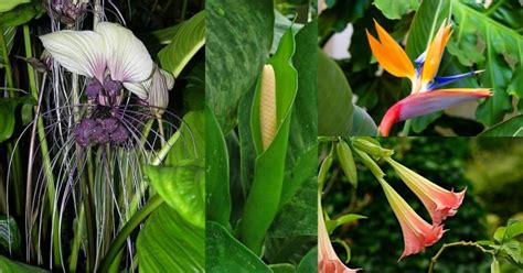 Top 40 Beautiful Tropical Flowering Plants With Names And Photos ...