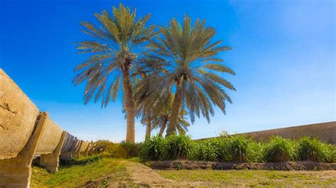 Saudi Arabia’s Al-Ahsa Oasis Wins World Record With Over 2.5 Million Palm Trees | Al Bawaba