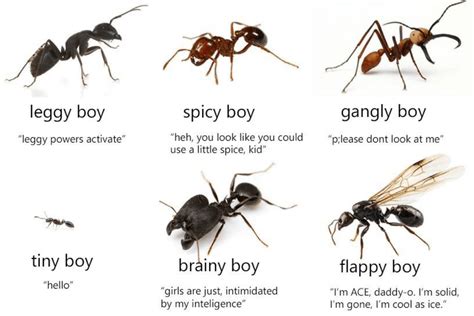 Who wants to see more ant memes? : r/ants