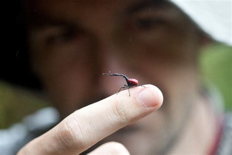 Stories from the Field: Giraffe-necked Weevils of Madagascar