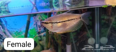 Pearl Gourami breeding pair and Red Tail Shark for sale - موقع حراج