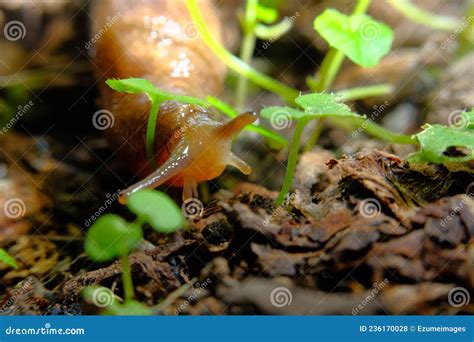 Common Garden Slug stock photo. Image of leaves, animal - 236170028