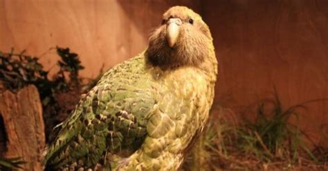 Kakapo - A-Z Animals