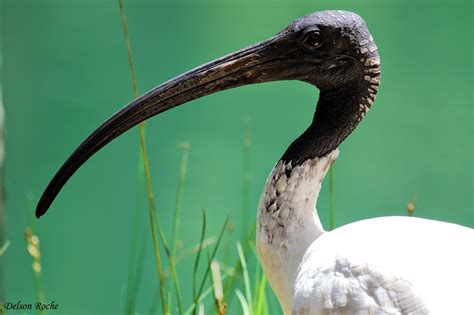 Friendly Animals: Australian White Ibis