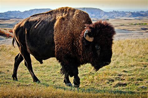 Dakotagraph: Know your South Dakota wildlife