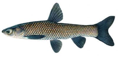 Invasive Species - Carp - Black