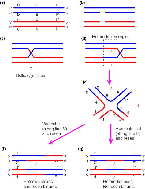 Holliday Model, that explains recombination