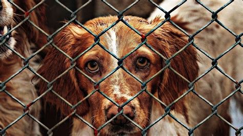 Petition · Make all shelters be no kill shelters - United States · Change.org