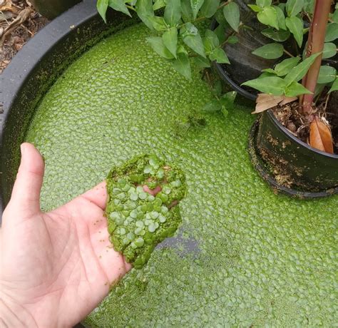 Duckweed Lemna Floating Plant Edible Pond and Aquarium - Etsy