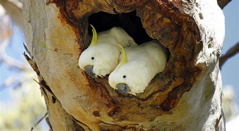 Cockatoos of Australia