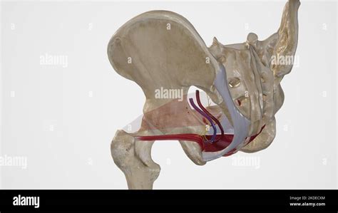 Anatomy of Lesser Sciatic Foramen Stock Photo - Alamy