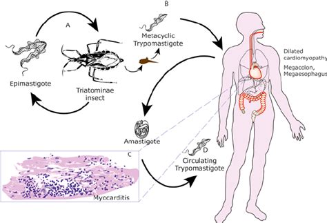 1 Life cycle of T. cruzi. Haematophagous Triatominae insects acquire... | Download Scientific ...