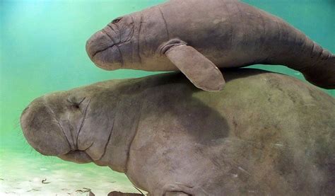 West African Manatee - Facts, Information & Habitat