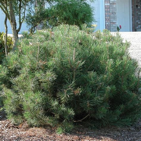 Pinus mugo var. pumilio from NVK Nurseries