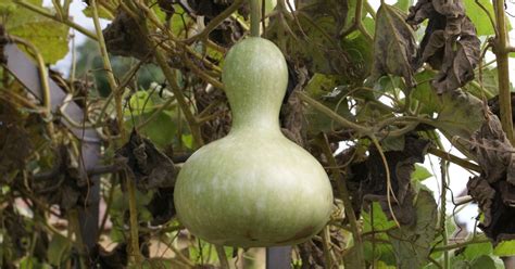 Growing Gourds for Birdhouses, In Containers and For Profit ⋆ Farmhouse-bc