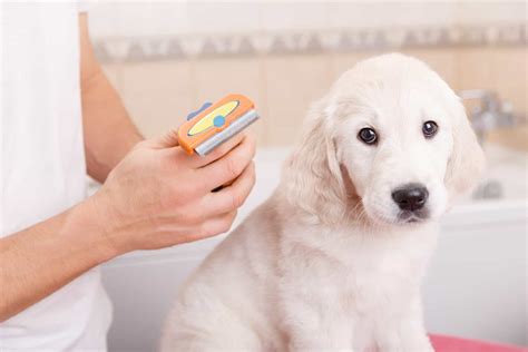 Everything to know about how to groom a Golden Retriever - K9 Web