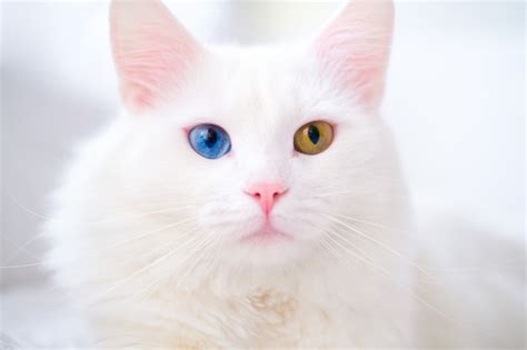 Premium Photo | White cat with different color eyes. turkish angora ...