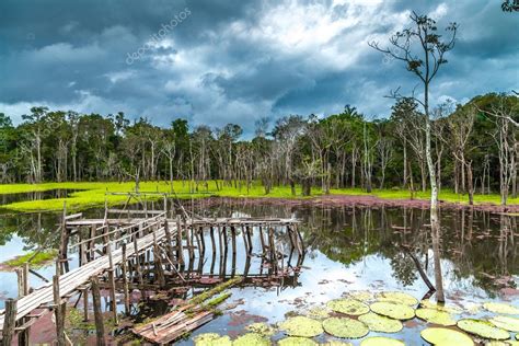 Wetlands in Pantanal, Brazil — Stock Photo © filipefrazao #72052427