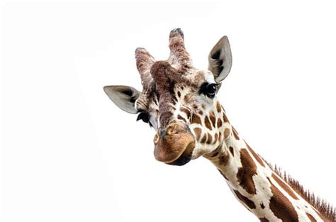 118,400+ Giraffe Stock Photos, Pictures & Royalty-Free Images - iStock