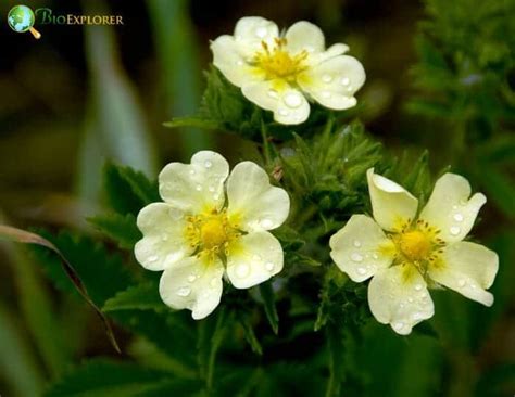 Cinquefoil Flower | Potentila fruticosa | Widdy | FiveFingers | BioExplorer