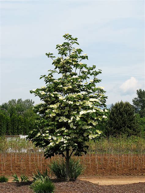 Venus Dogwood For Sale Online | The Tree Center