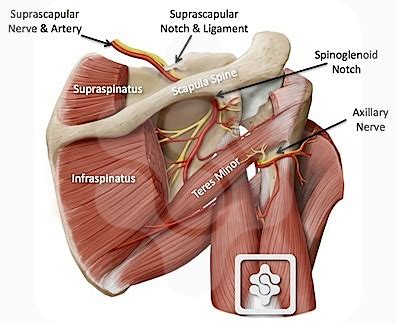 Suprascapular Nerve - Anatomy & Clinical Significance | Bone and Spine