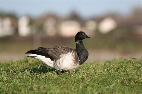 Brent Goose (Light-bellied) - BirdWatch Ireland