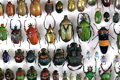 Worldwide Beetle Guides – Missoula Butterfly House and Insectarium