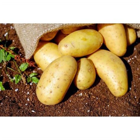 Potatoes Sebago - Earthymamma