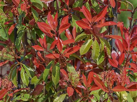 How To Grow Photinia Shrubs