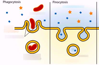 Phagocytosis and Pinocytosis Diagram | Quizlet