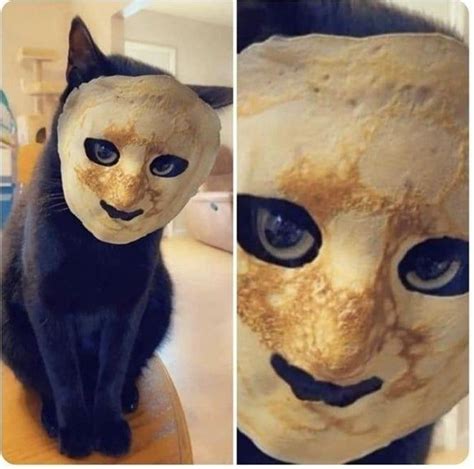 Pancake cat Blank Template - Imgflip