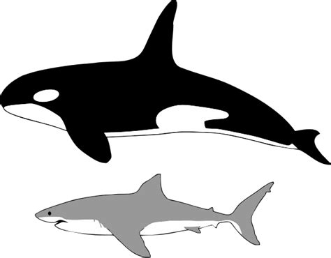 Great white shark - Wikipedia